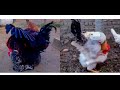 Rooster mating hen best compilation