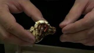 All About Hermit Crab Shells | Where To Buy? How To Choose? | Lori's Hartland