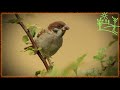 Голоса птиц Как поёт Воробей полевой (Passer montanus)