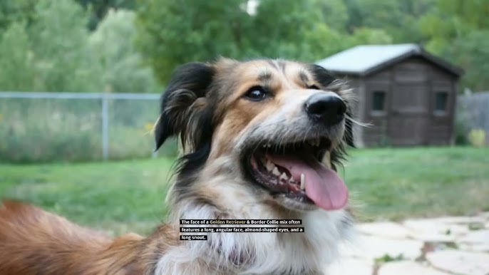 Golden Retriever vs. Border Collie: 16 Differences To Help You Choose –  Golden Hearts