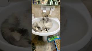 КОТ КУПАЕТСЯ 🐱#рек #comedy #music #cat #youtube