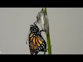 Monarch Butterfly Hatching March 6 2022