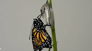 Monarch Butterfly Hatching March 6 2022