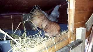 Another video of my new shed conversion for my chicken coop this time with the camera the correct way round Still work in progress 