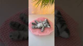 🐱💤 Baby Kitten from a Glove 🧤✨NO SEW👍Looks So Real 👀💕#diy #babyanimals #cute