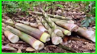 Harvest giant bamboo shoots after the rain #Satisfying #agriculture
