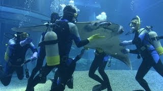 海遊館に「希少エイ」到着 も・・・