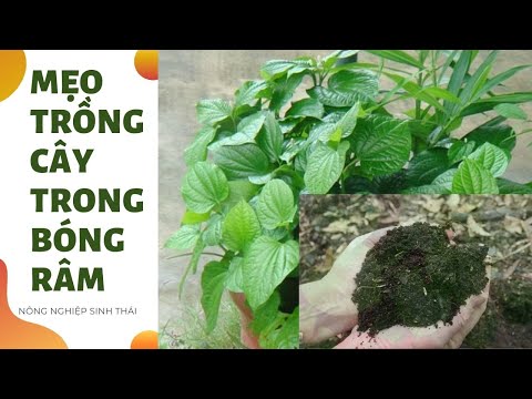 Video: Cây Sẽ Cho Năng Suất Trong Bóng Râm