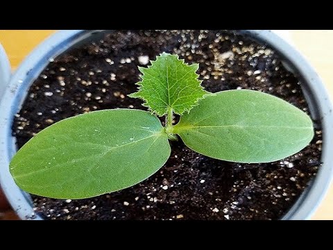 DO NOT SOW CUCUMBERS WITHOUT WATCHING THIS VIDEO. SOWING INSTRUCTIONS: SEEDLING WILL BE STRONG