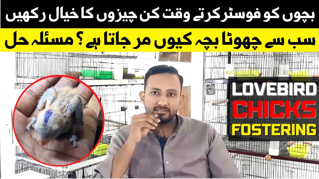 How to Foster Lovebird Chicks | Love Birds Chicks Fostering | Benefits & Precautions