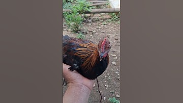 con gà rừng tặng giải nhất đây ae.tug qaib qus pub thib ib