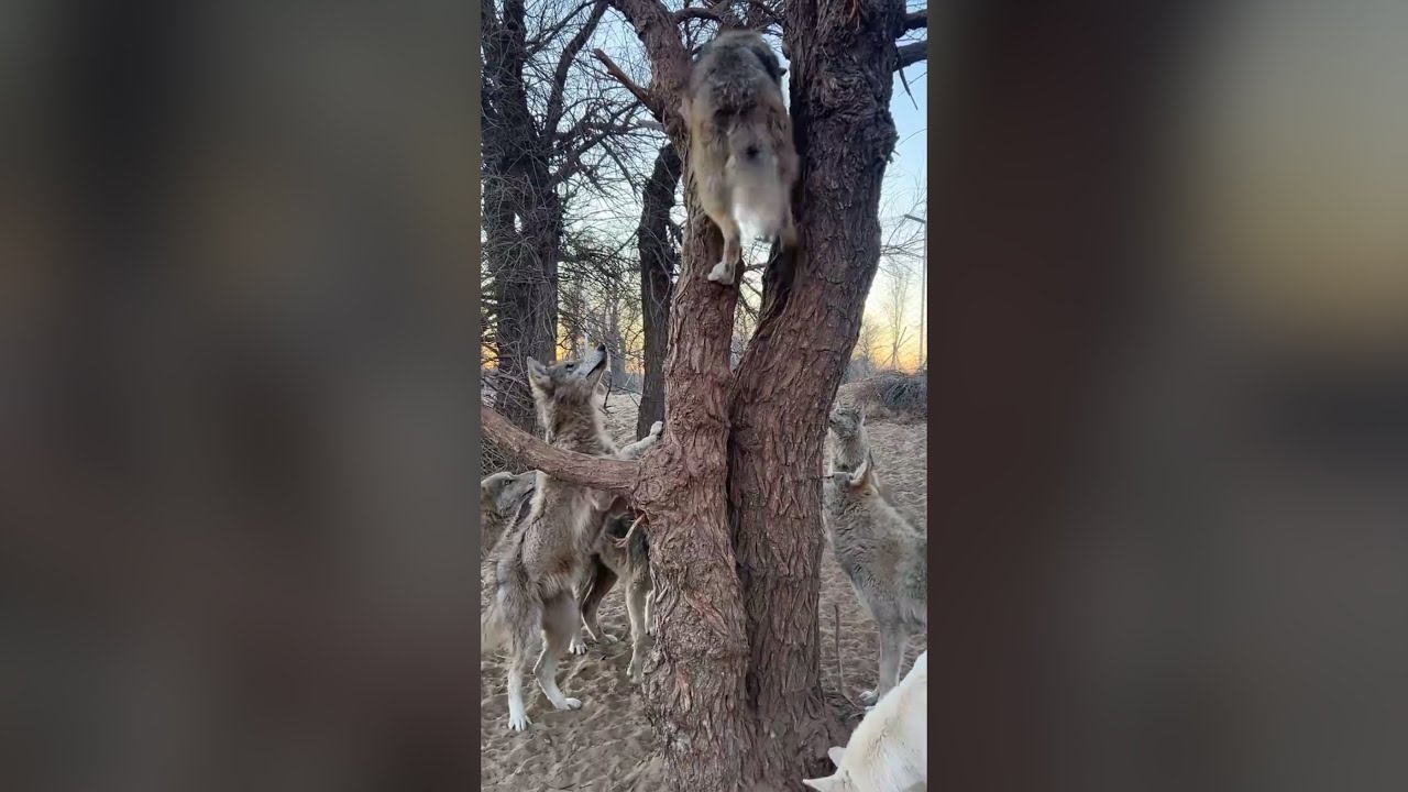 Wolves Howling and Climbing Tree! - YouTube