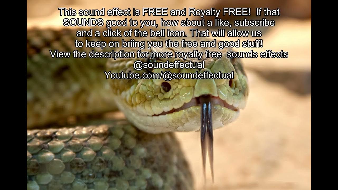 Rattlesnake Free Sound effect Royalty free No copyright Sound