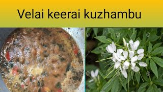 Velai Keerai Kuzhumbuhealthy Recipecleome Gynandraவள கர கழமப