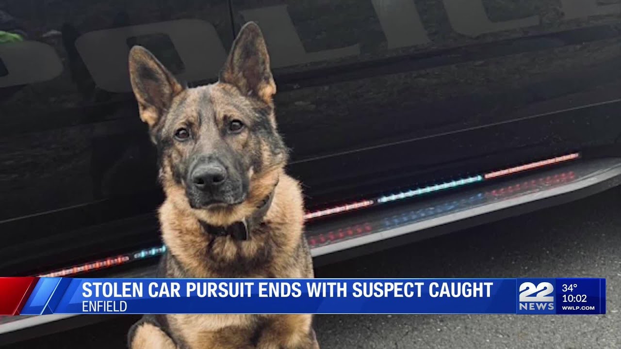 Stolen car pursuit in Enfield ends with suspect caught by K-9 Odin in ...
