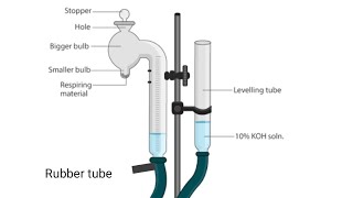 Respiration in germinating seed using ganong respirometer