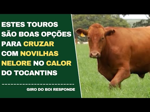 ESTES TOUROS SÃO BOAS OPÇÕES PARA CRUZAR COM NOVILHAS NELORE NO CALOR DO TOCANTINS