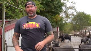 Shipley Swine Genetics Custom Bred Gilts