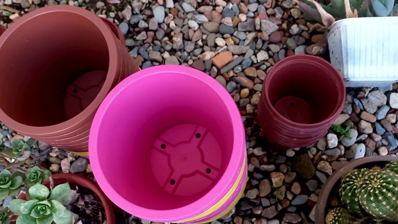 روتيني اليوم تحضيرات للعناية بمختلف النباتات المنزلية وزراعتهاواكثارها ونتيجة علاج الصبار