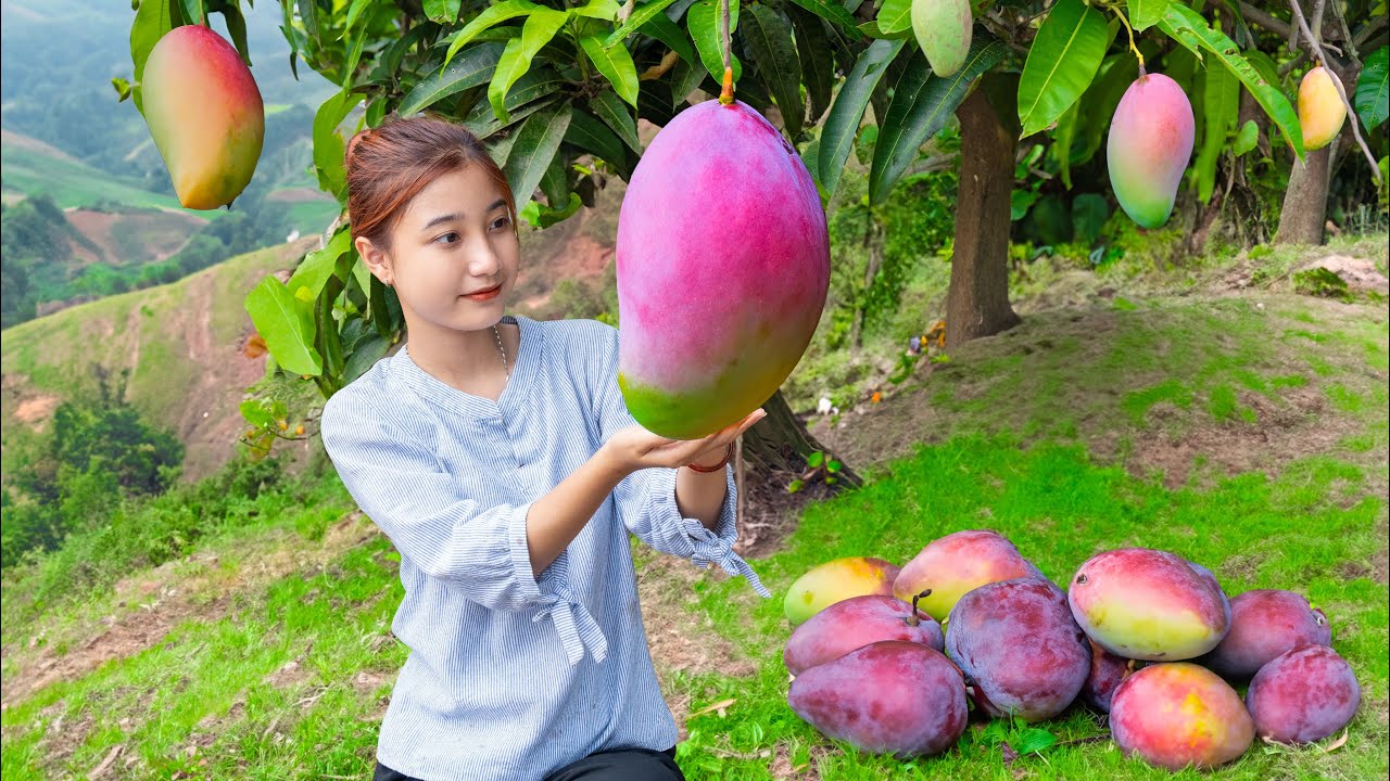 How To Harvest Many Fresh Mango Fruits & Goes to Countryside Market Sell - Growing trees and Farming
