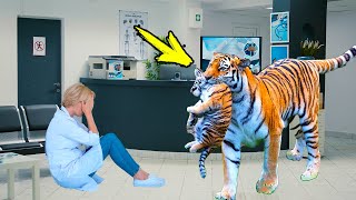 Тигр внезапно ворвался в больницу. Узнав причину, медсестра разрыдалась!