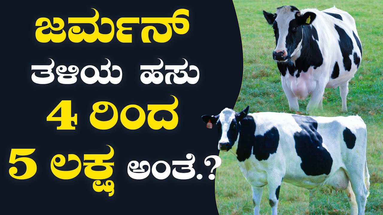 North Indian Cow | ಜರ್ಮನ್ ತಳಿ ಹಸು 4 ರಿಂದ 5 ಲಕ್ಷ ಅಂತೆ.ಅಷ್ಟೊಂದು ಬೆಲೆ ಬಾಳುತ್ತಾ.? | Kannada Farmer