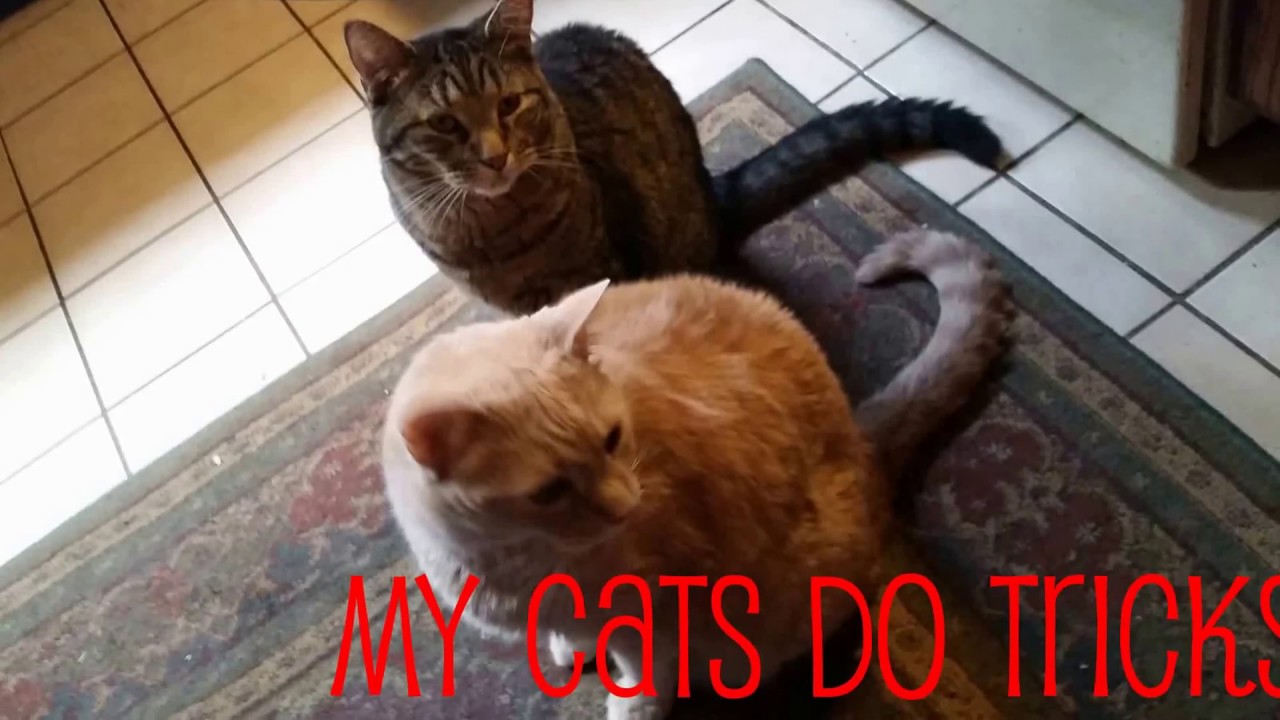 Youtube How To Train Your Cat To Do Tricks Youtube How To Train Your Cat To Do Tricks