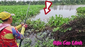 Câu cá Tra| Trở lại ao Gò Tháp săn hàng, Tập 82 - Hậu Cao Lãnh
