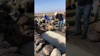 THEY GIVE THE SHEEP A PARASITE BATH...