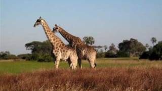 Two male giraffes fighting, Botswana