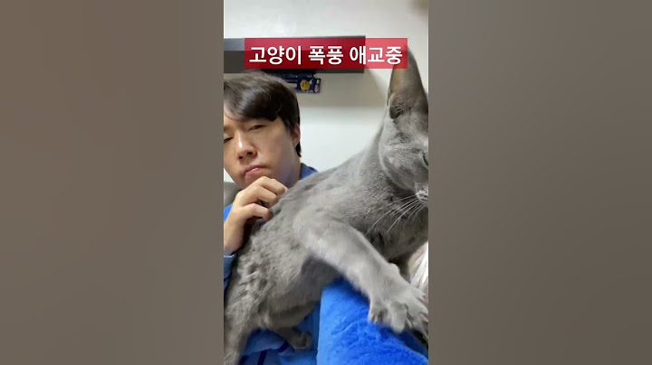 고양이 폭풍 애교준