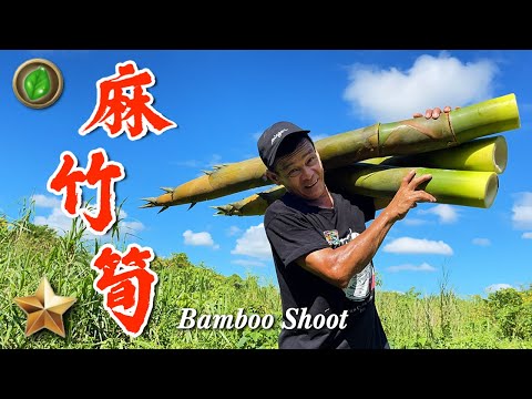 野味49集 | 麻竹筍 | 醃酸筍 | 煸五花 雞湯 | bamboo shoot | 萍哥Pinger