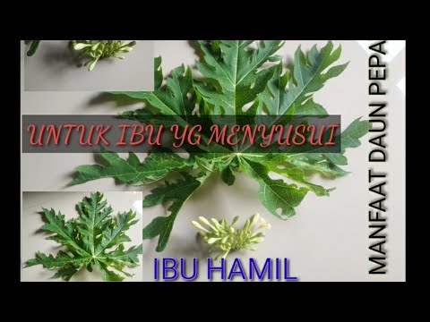 Tumis Daun Pepaya Saat Hamil