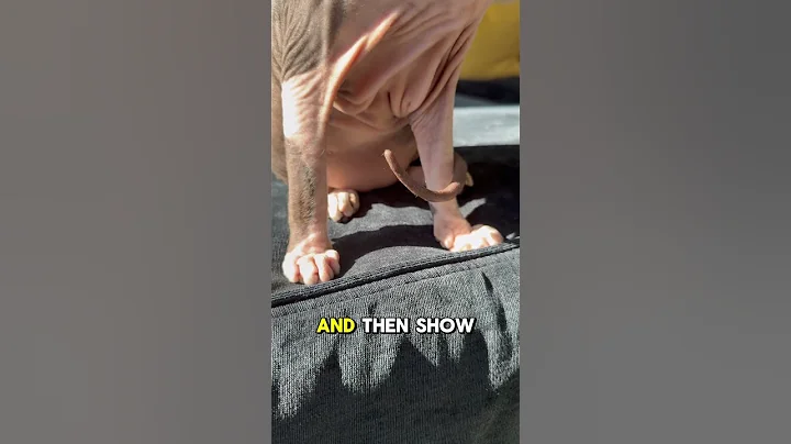 Video 8575331: kitten sphynxcats catlover cute, sphynxcat catlover cats, sphynx funny catlover kitten, sphynx kitten meowing, sphynx cat fun, catlover cute funny hair