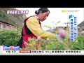 賞花經濟持續綻放 農村翻身觀光景點 《海峽拼經濟》