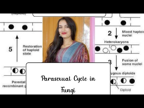 Parasexual Cycle in fungi ||most important topic|| - YouTube