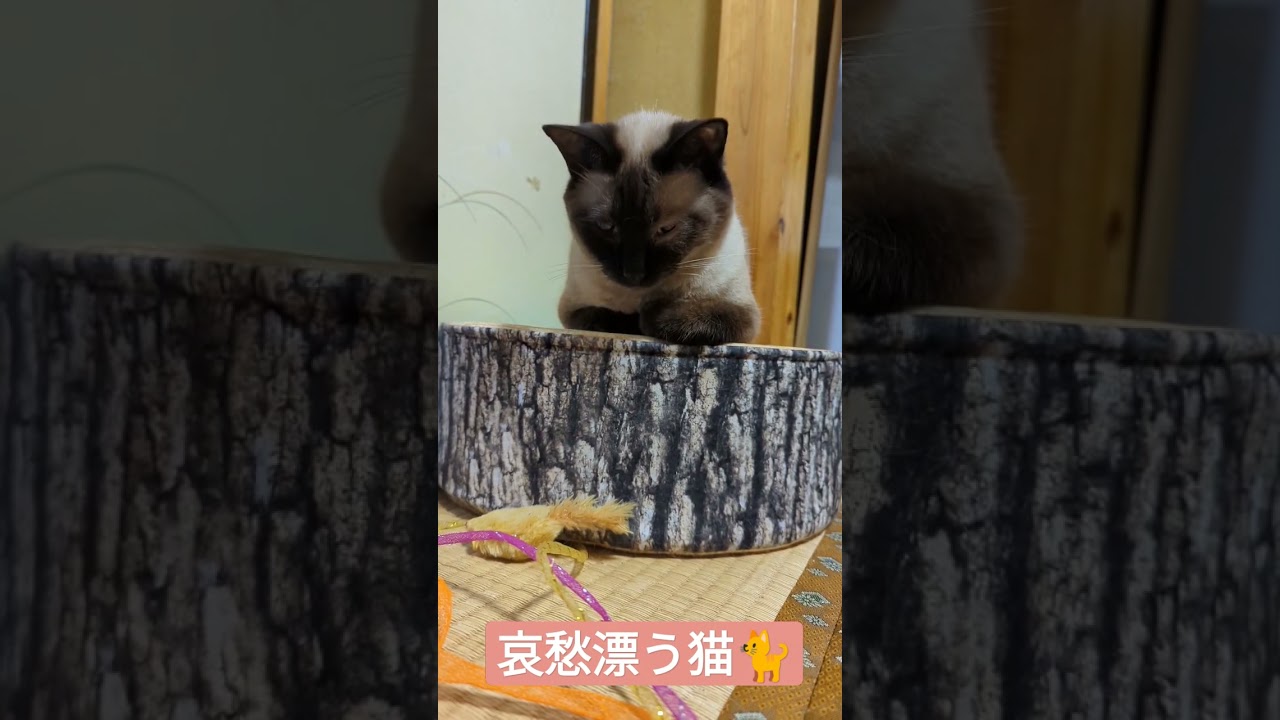 哀愁漂う猫 Cats Can T Play Fetch Shorts Youtube