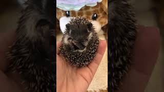 Top Notch Hedgehogs  Algerian Black baby hedgehogs