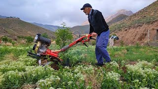 A day in the field / plowing the land with a tractor and pulling weeds