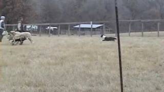Mimi Herding: First Time pup by Red-Dawn Border Collies 263 views 14 years ago 1 minute, 37 seconds