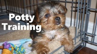 morkie housebreaking problems