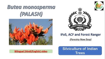Butea monosperma || Silviculture of Indian Trees for UPSC IFoS, JPSC ACF and Forest Range Officer