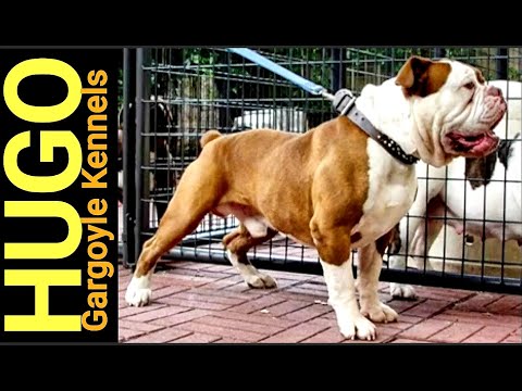 Gargoyle's Hugo - The Legend - YouTube