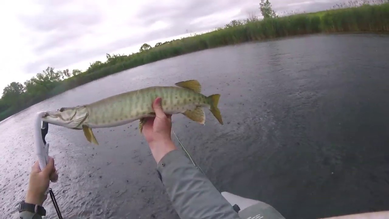 Fly Fishing Topwater for Musky and Bass YouTube