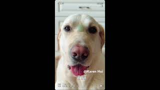 Why does Karen get a Labrador Retriever? #labrador #dog #dogs #jewelry