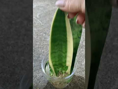 Размножение тещиного языка - комнатные растения