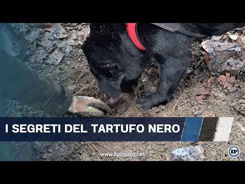 Il tartufo nero rilancia l’economia (ad Acqui e Ovada, soprattutto)