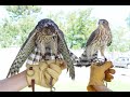 Falconry: Falcons, Accipiters, Buteos Part 1