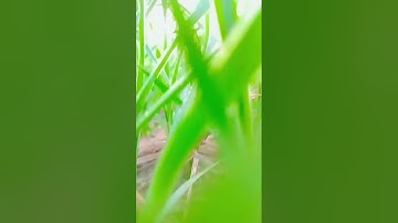 dafa 406 #comedy #viral #trending #funny #firstvlog #vlog #song #music @Indiancimedyvideo672 #dp