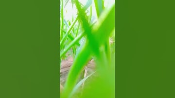 dafa 406 #comedy #viral #trending #funny #firstvlog #vlog #song #music @Indiancimedyvideo672 #dp